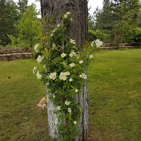 Il Brigante 코트로네이